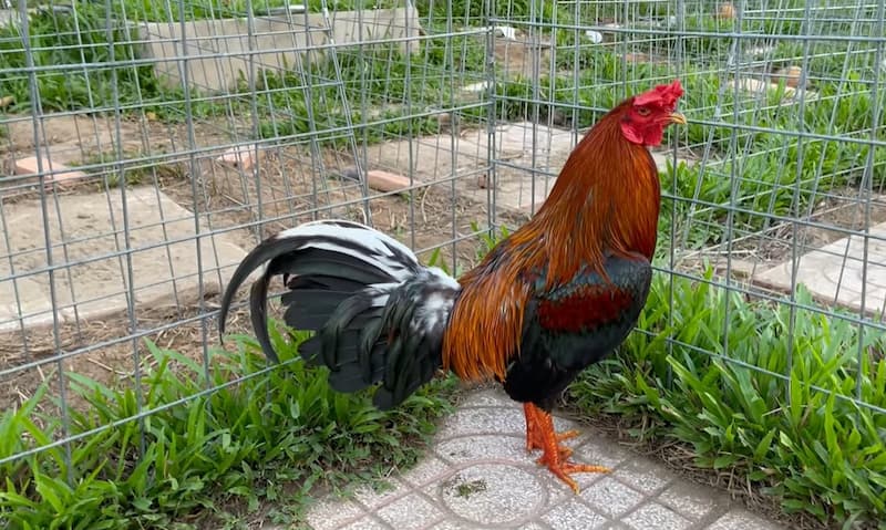 Cách nhận biết gà đá hay từ các lão làng nhà cái FO88 2 cách nhận biết gà đá hay