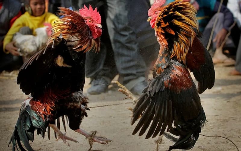 Đá gà cựa sắt là gì? Quy định, luật cược tại nhà cái FO88 3 Thắng thua trong trận đá gà cựa sắt